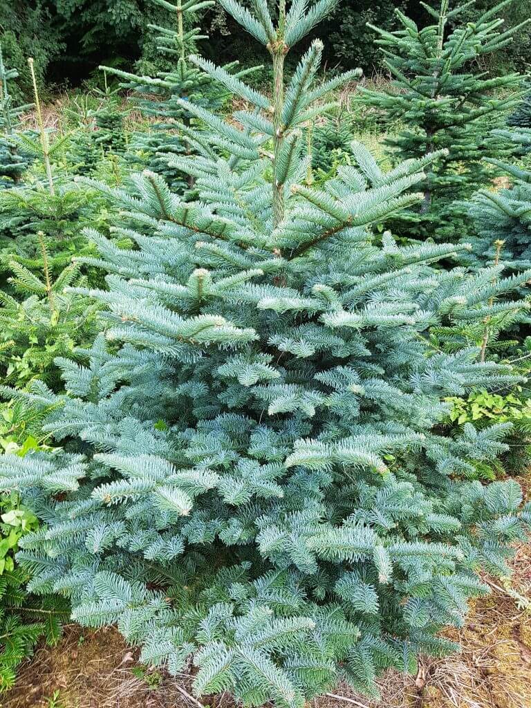 Noble Fir Christmas Tree