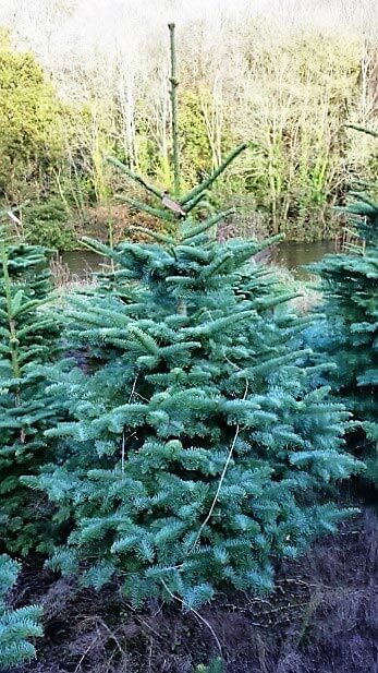 Noble Fir