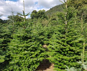 Nordmann Fir Christmas Tree | Nordmann Fir | Cork Christmas Trees