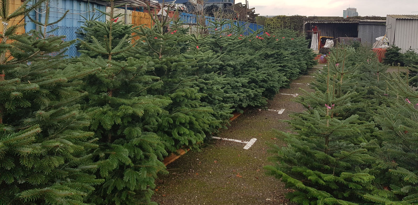 Cork Christmas Trees Seller Of Real Christmas Trees Ireland