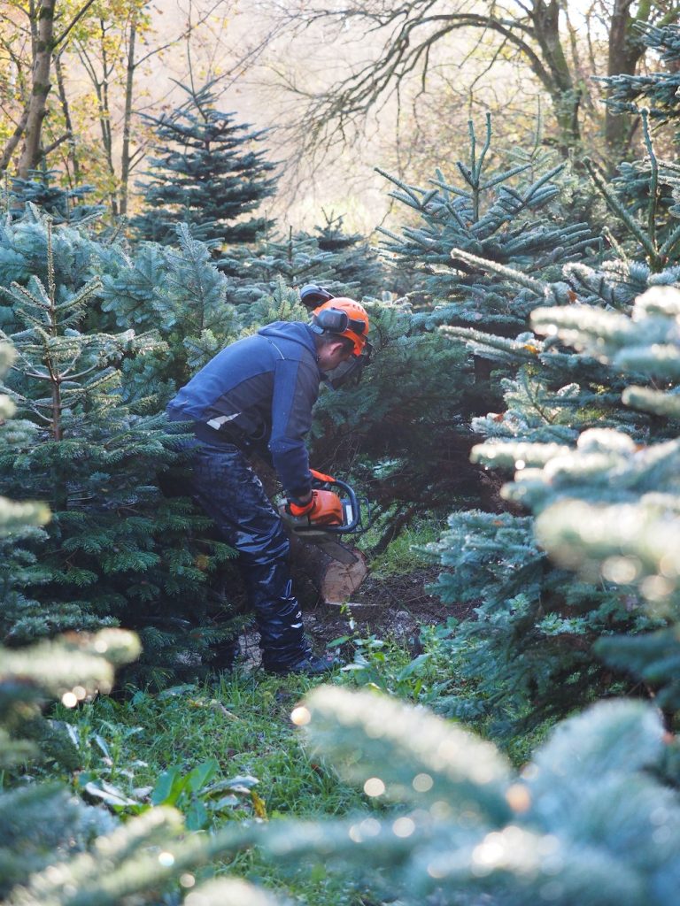 Harvesting Real Christmas Trees At The Farm